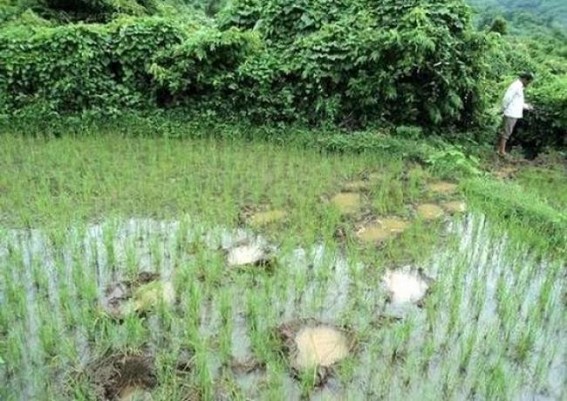 Massive destruction by wild elephants: Muteness of police caused panic to the villagers Massive destruction by wild elephants: Muteness of police caused panic to the villagers